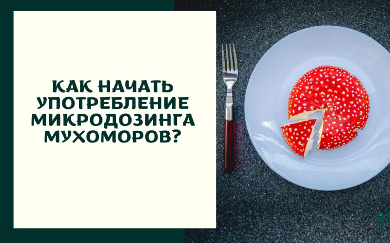 Как начать употребление микродозинга мухоморов? Как начать употребление микродозинга мухоморов?