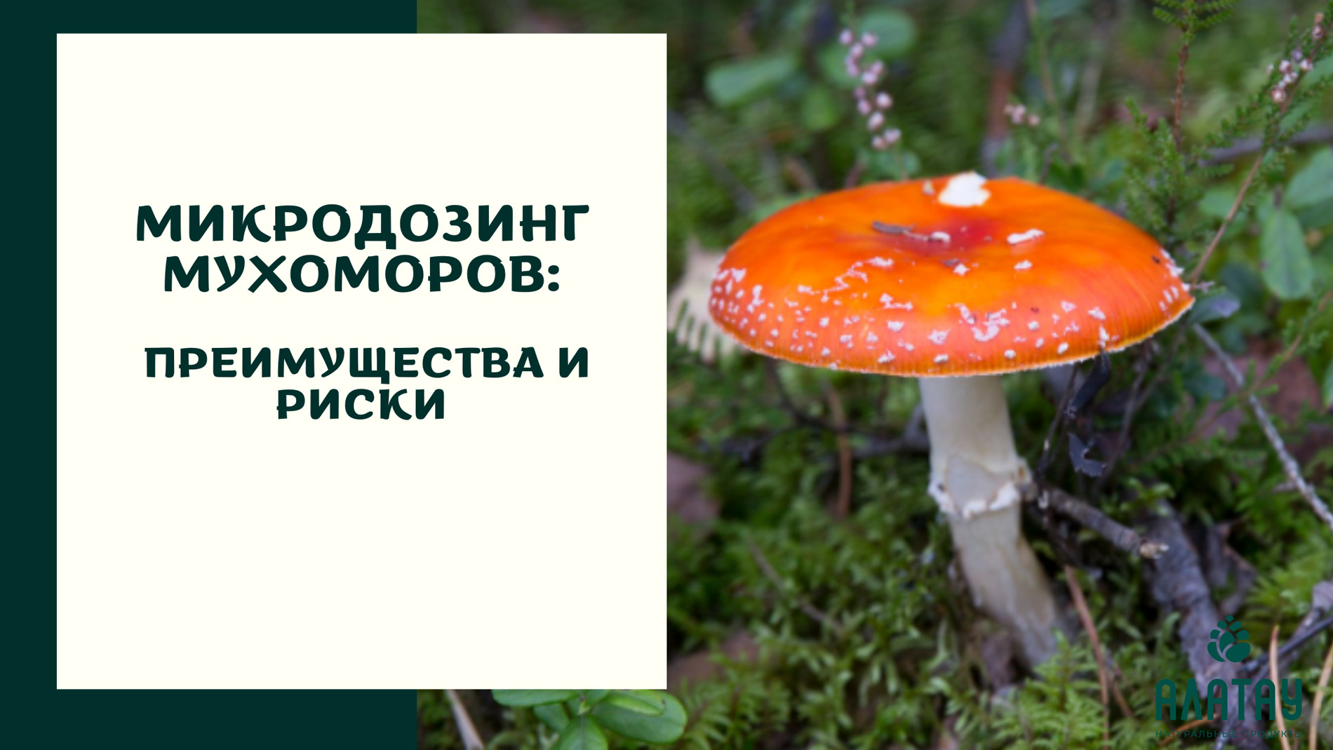 Микродозинг мухоморов: преимущества и риски Микродозинг мухоморов: преимущества и риски